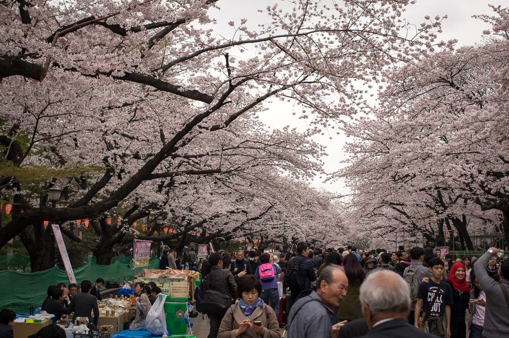 Streets packed with people wanting to see the very short lived period the cherry blossoms were in bloom