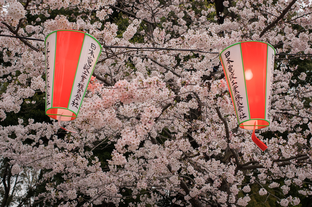 Ueno Park cherry blossoms and lanterns